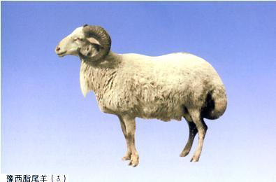 揭秘燕云十六声脂尾羊刷取绝技，一招轻松提升羊群效益！