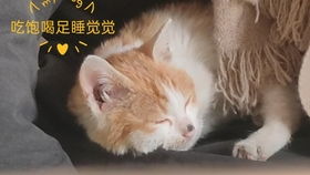 《燕云十六声阿依苏猫戏全攻略：河西猫戏秘境解锁》