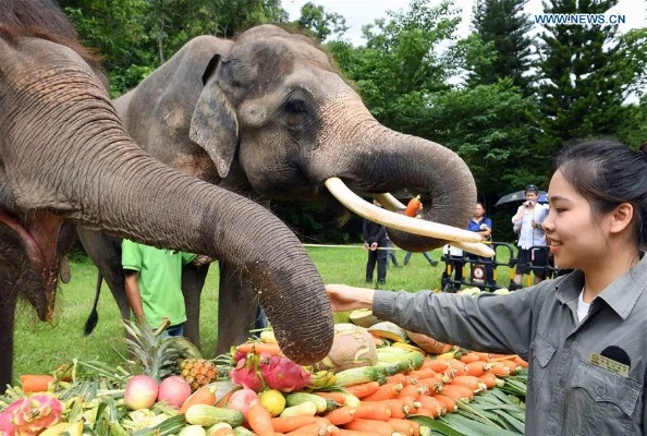 《魔域》年中大礼！亚洲象公益联动，揭秘全新公益篇章！