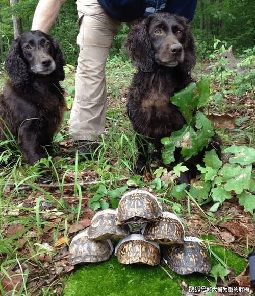 《帕鲁霹雳犬捕捉攻略：揭秘隐藏抓捕点》