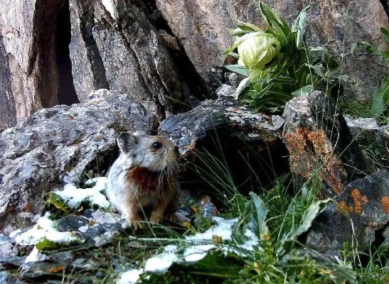 《揭秘帕鲁花兔山：山顶资源大揭秘！》