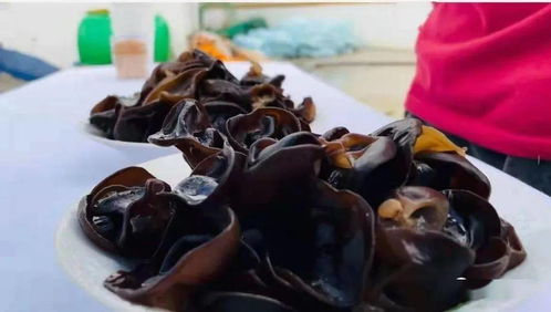 《花园世界2025礼包码大揭秘！独家汇总》