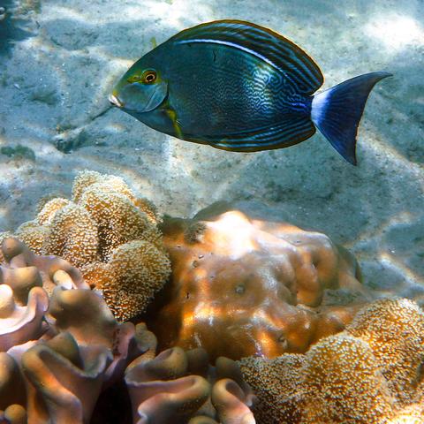 《十大水底游戏盘点：耐玩度爆表的水下冒险之旅》