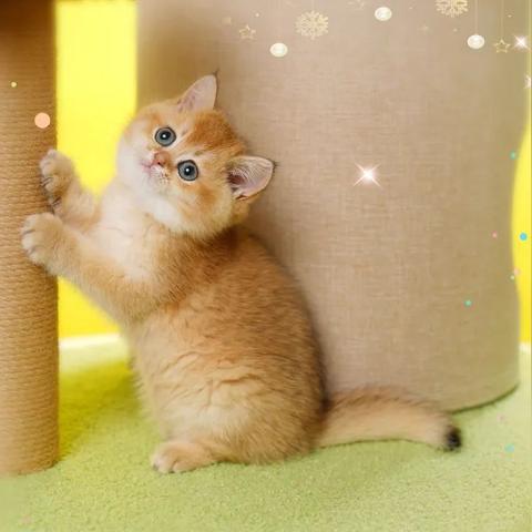 热辣盘点！2023年度最受欢迎的猫游戏大集合