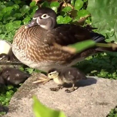 《鹅鸭杀隐藏巢穴速成攻略，轻松解锁成就！》