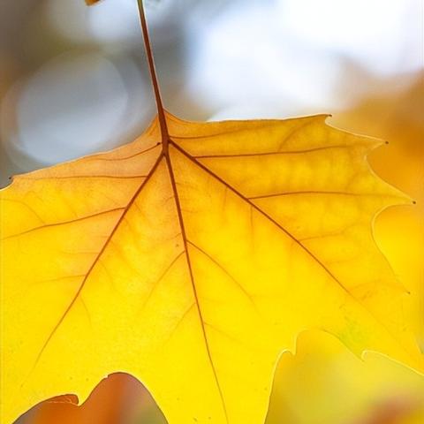 《第五人格》立秋节气活动精彩回顾：沉浸式体验不容错过