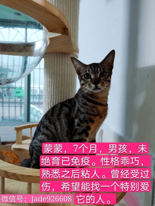 猫之城稀有猫咪速成攻略：轻松解锁珍稀萌宠
