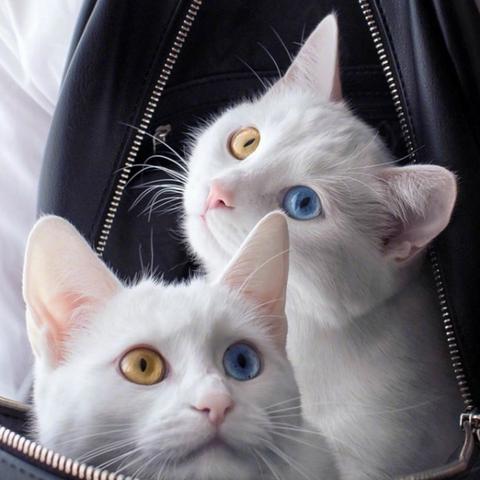 《猫咪游戏精选：盘点热门猫游戏排行》