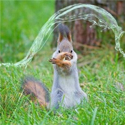 《狐狸游戏盘点：十大热门狐狸游戏推荐》