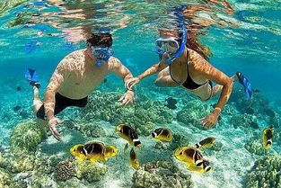 帕劳潜水盛况空前：人潮涌动，鱼群争奇斗艳