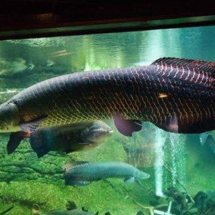 孔雀惨遭投喂悲剧，主人烹饪并告知邻居，揭秘惊人真相！