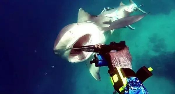 男子水下奇遇：鲨口逃生，相机记录惊险瞬间