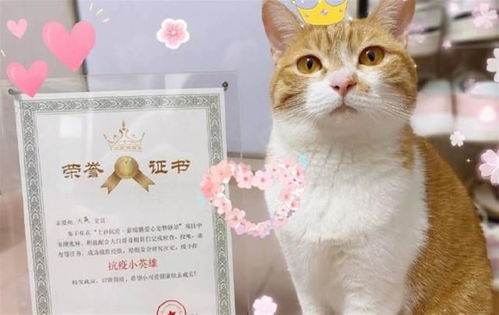 爱宠养成新体验，《我的领域：小猫小狗》评测：电子宠物，温馨相伴