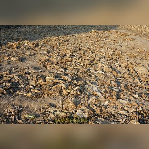 《土豆花绽放废墟间》探寻核心与轻度平衡的艺术魅力