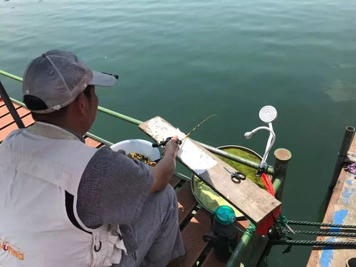 《猫猫钓游记》钓鱼攻略：深度解析全新钓技与乐趣揭秘