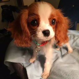 艾尔登法环猎犬骑士逃课攻略：高效离群猎犬骑士捕捉技巧解析