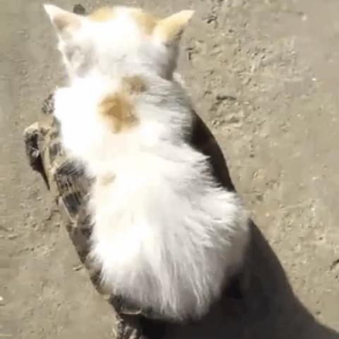 独门秘籍解锁！小乌龟坐骑轻松获取攻略大揭秘