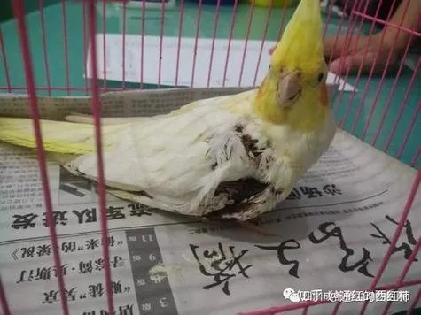 15天鹦鹉热感染揭秘：肝肾受损鹦鹉藏口袋