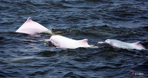 中华白海豚化身，全新“湾鸡”闪耀全运光彩