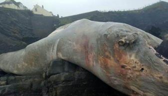 英国海边惊现神秘巨怪，居民惊呼似外星生物，真相震撼揭晓！