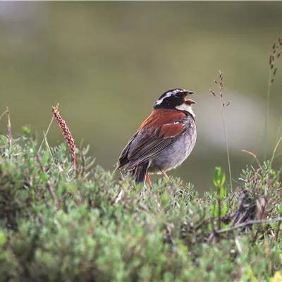 荒漠枪手女枪攻略：深度解析《命运方舟》枪法技巧与战术运用