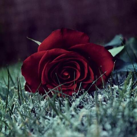 《星空》时停流解析：深度剖析影刺流新战术