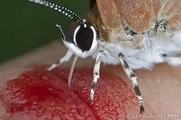 蚊子口器变身3D打印喷嘴，揭秘死灵打印新科技