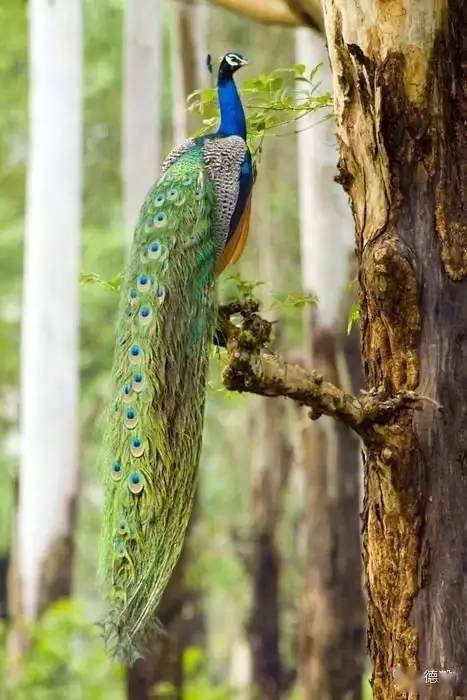 孔雀青乌新外观亮相，衔信吉祥归途显尊荣