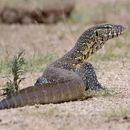 尼罗河神级72T埃及攻略，揭秘72T运营高效打法技巧