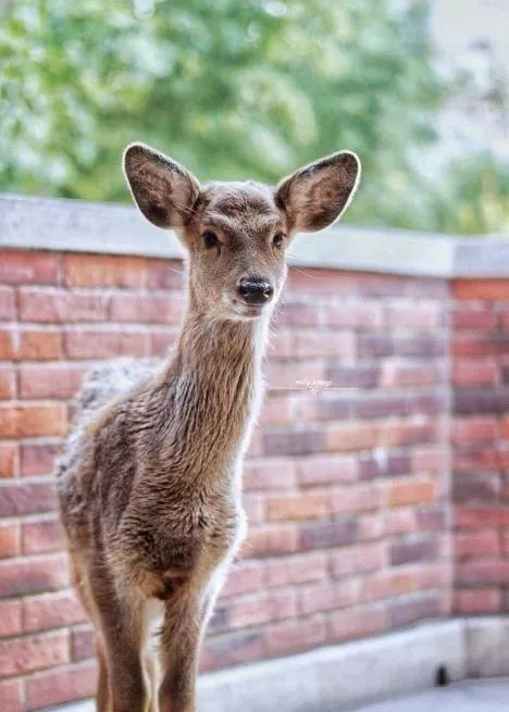美国浣熊酒铺闹剧：醉倒卫生间，揭秘烈酒诱惑新奇事