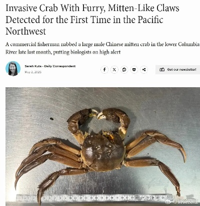 美国州惊现入侵大闸蟹，恐慌蔓延新物种威胁！