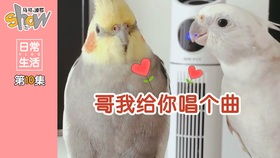 逃离鸭科夫捏脸技巧：玄凤鹦鹉定制数据解析新攻略