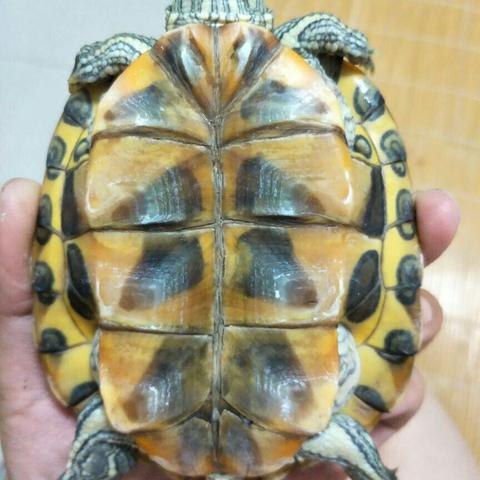 《金钱龟高效盈利攻略：揭秘全新赚钱秘籍》