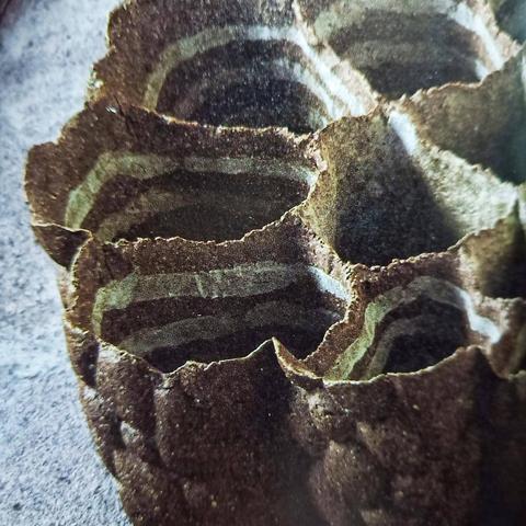 蜂巢攻略揭秘：原子之心高效应对新策略