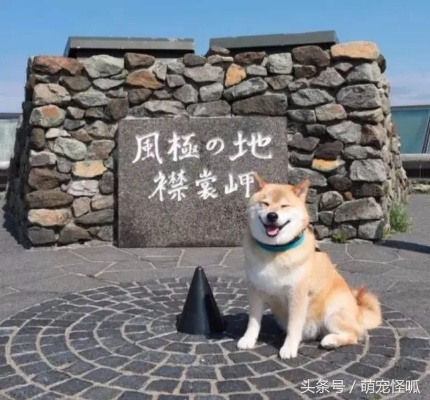 网红柴犬佩奇不幸中毒离世，标志性“飞机耳”憨笑表情成永恒回忆