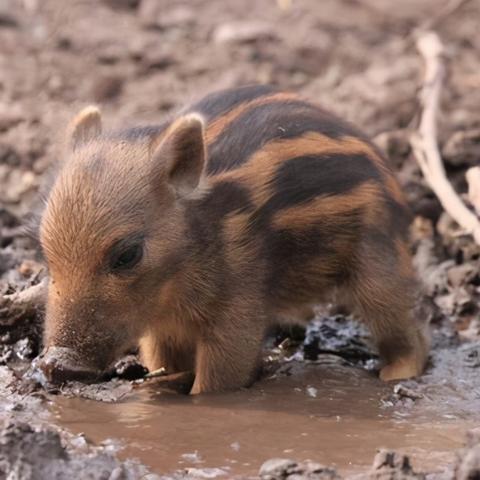 《掠食》超长试玩揭秘：沉浸式狩猎体验深度解析