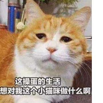 艾露猫武器技能全解析，打造最强随从培育攻略