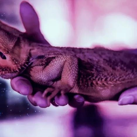 《阿凡达3》联动新DLC，潘多拉边境强势回暖，价格大降惊喜来袭！