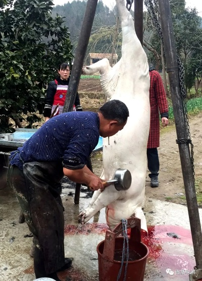 女子求助杀年猪，网友助力狂欢，5头猪命悬一线，年味更浓！