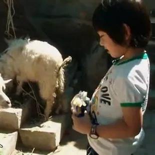 宁夏小羊“装死”爆红网络，13万高价求购背后的新价值揭秘