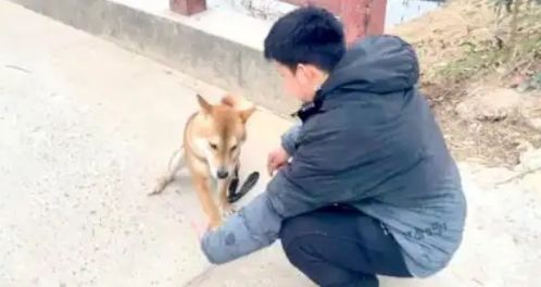 15800元训狗失败挨打，法院判决全额退款，揭秘全新维权案例