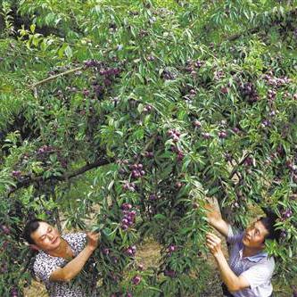 武陵蓝图布局攻略：揭秘高效产线升级新秘籍
