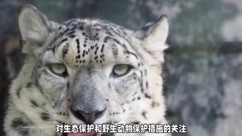 雪豹咬游客后连伤35羊，新科技助力终擒获