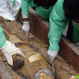 手游国服首曝！波斯王子失落的王冠安卓版上线时间揭晓